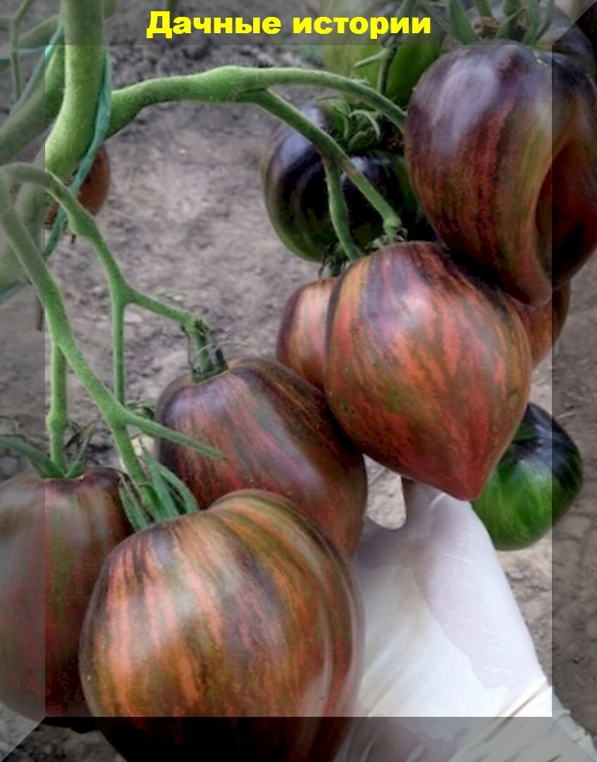 Самые необычные томаты: 10 очень красивых и необычных на вид сортов и гибридов томатов