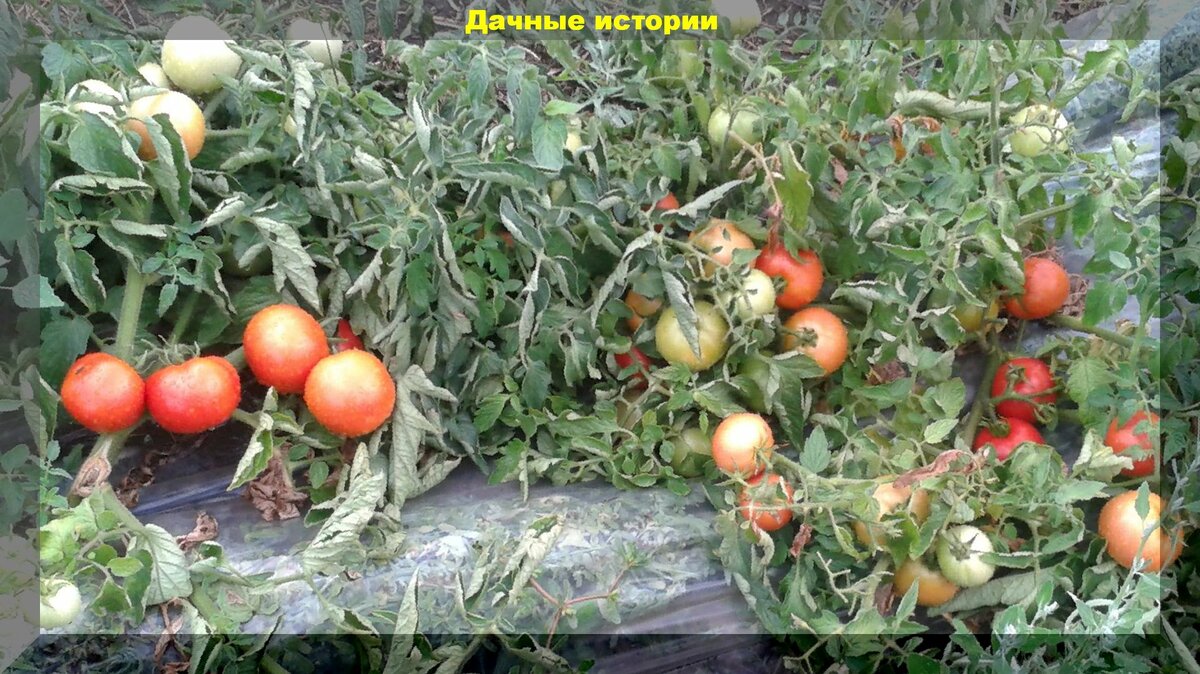Как повысить завязываемость томатов. Что советовали в советских книгах по овощеводству