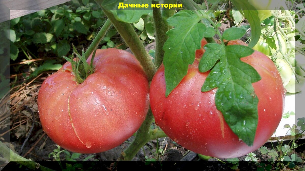 Как повысить завязываемость томатов. Что советовали в советских книгах по овощеводству