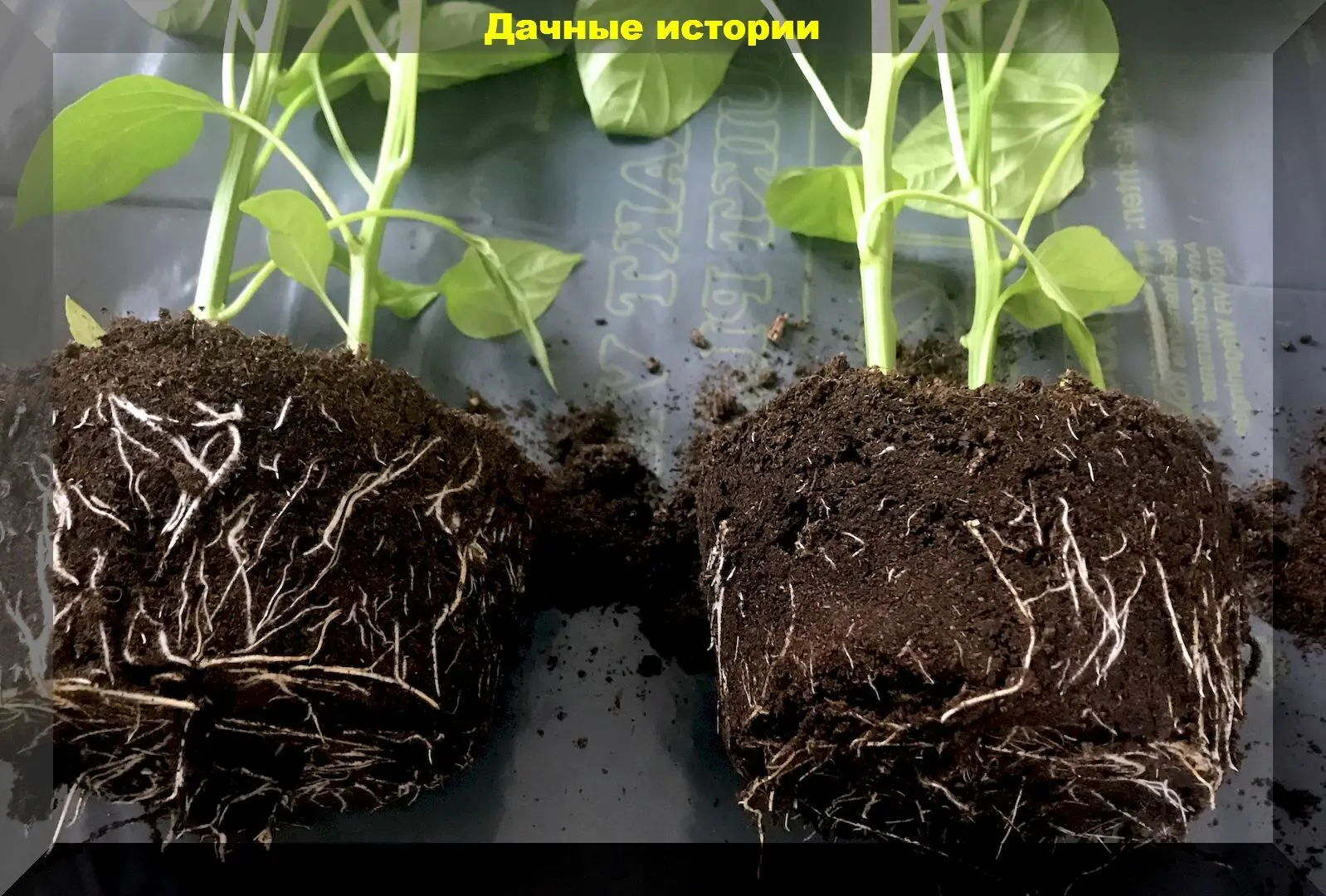 Мощные корни у рассады, это не трудно. Все самые известные способы стимулирования роста корней