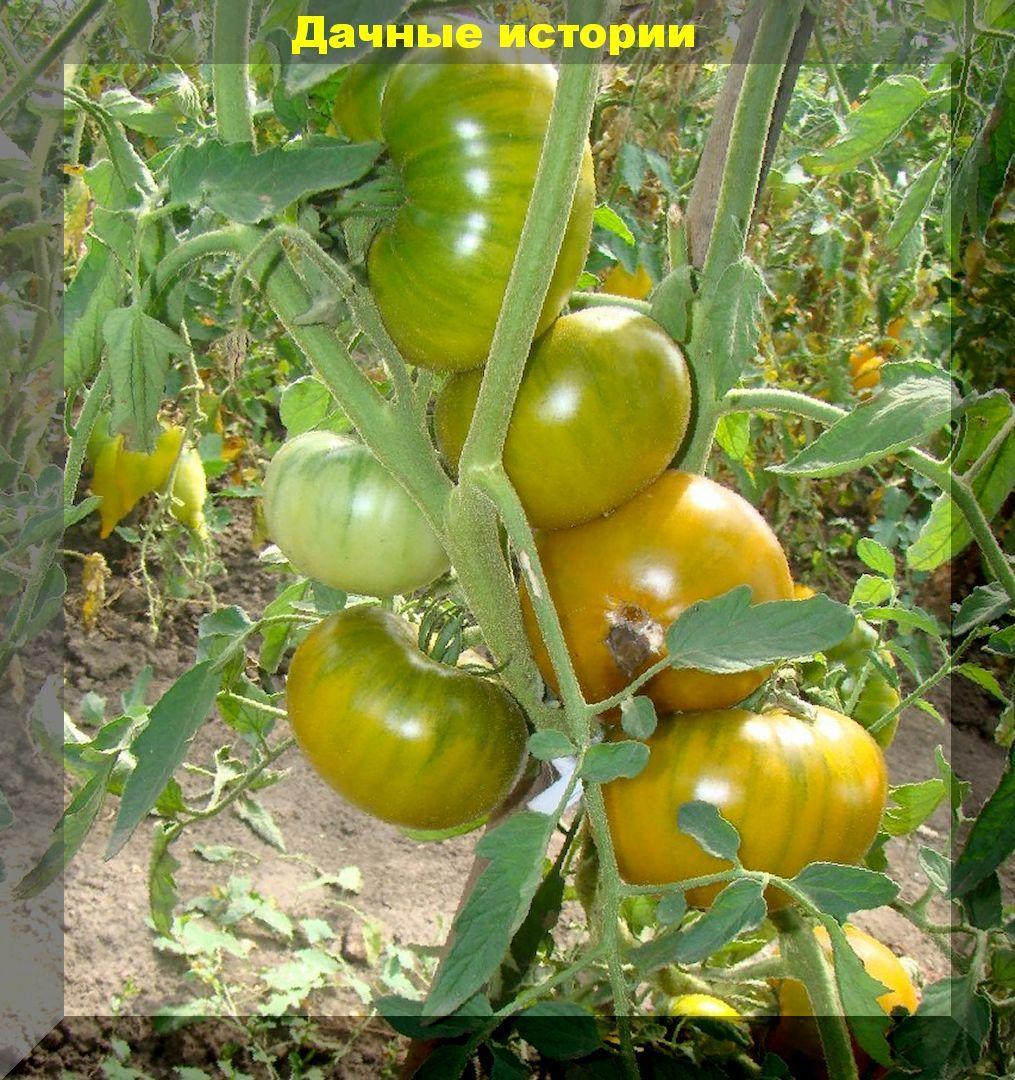 Как я сохранила урожай томатов: как снять стресс у подмерзшей рассады