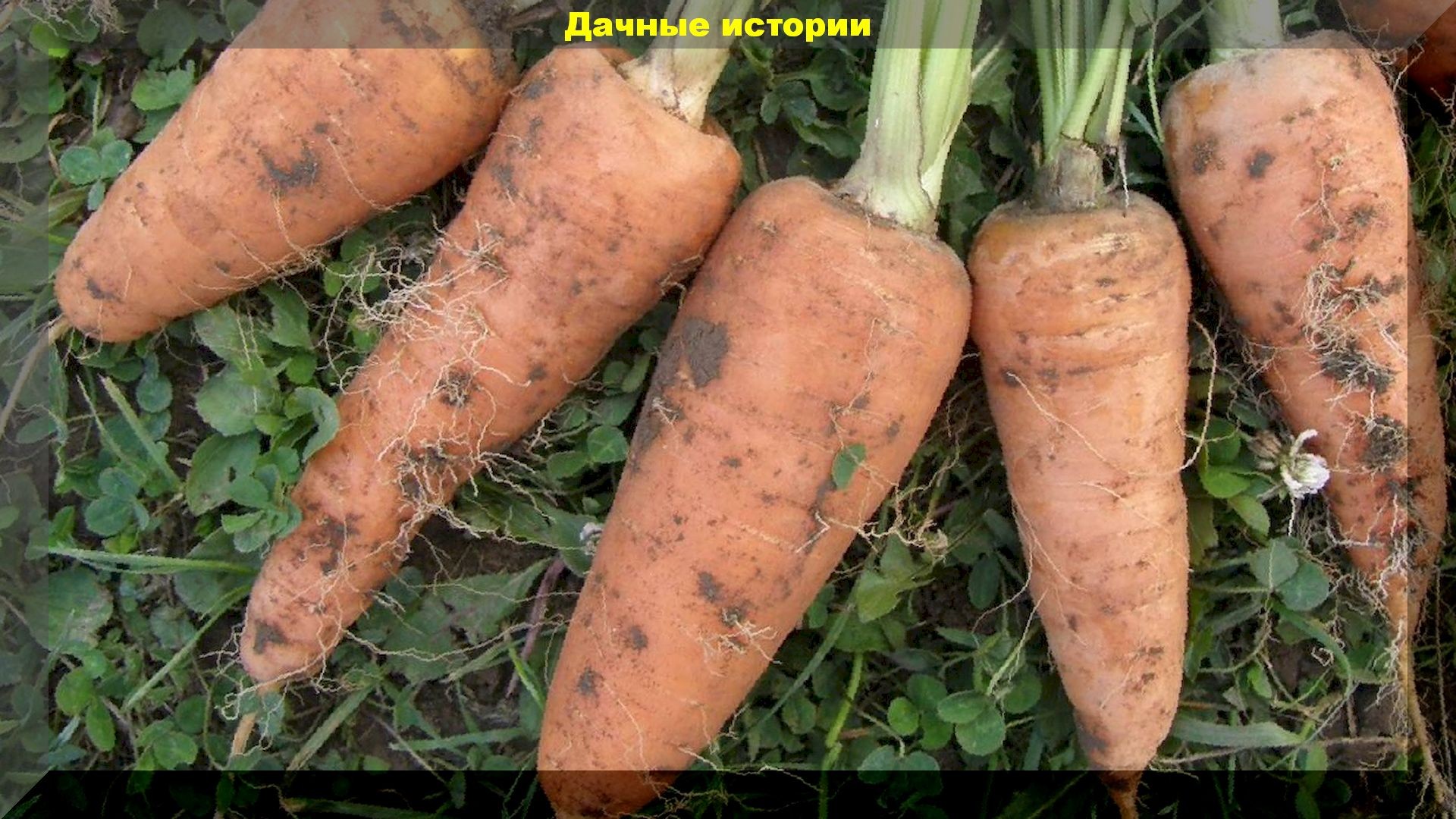Как я продлеваю плодоношение овощей и выращиваю морковку для декоративного кролика. Письмо нашего читателя