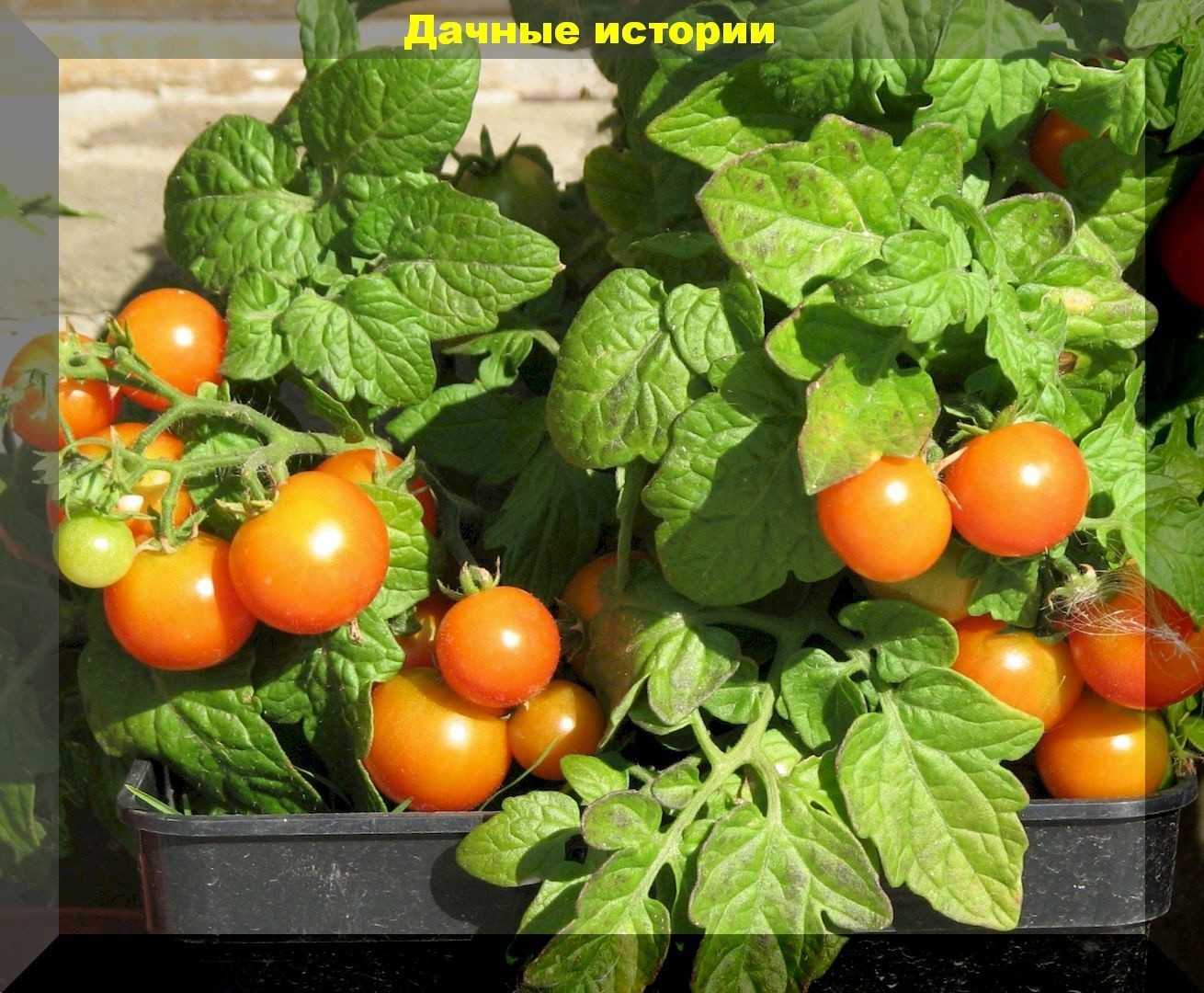 Выращивание помидор на балконе или подоконнике. Основные моменты - простыми словами