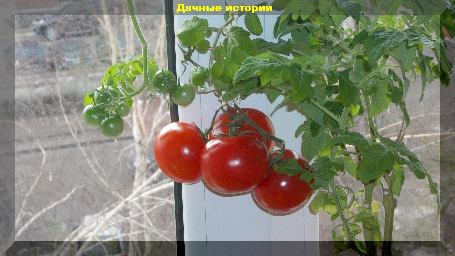 Выращивание помидор на балконе или подоконнике. Основные моменты - простыми словами