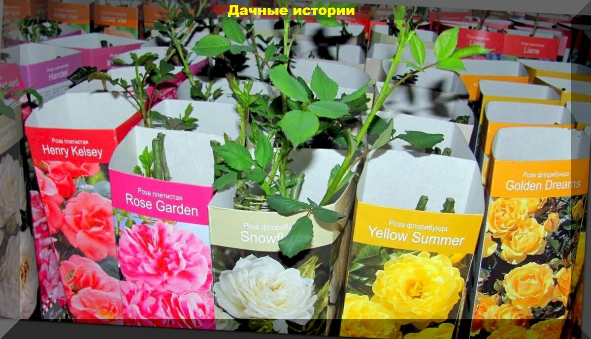 Как правильно посадить саженцы роз из коробки: главные ошибки при посадке покупных роз из коробки
