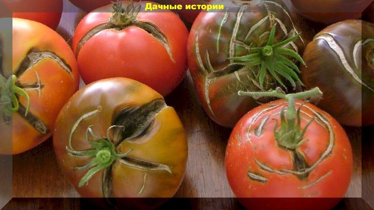 Пять причин растрескивания помидор. Что нужно знать, чтобы избежать растрескивания плодов томата