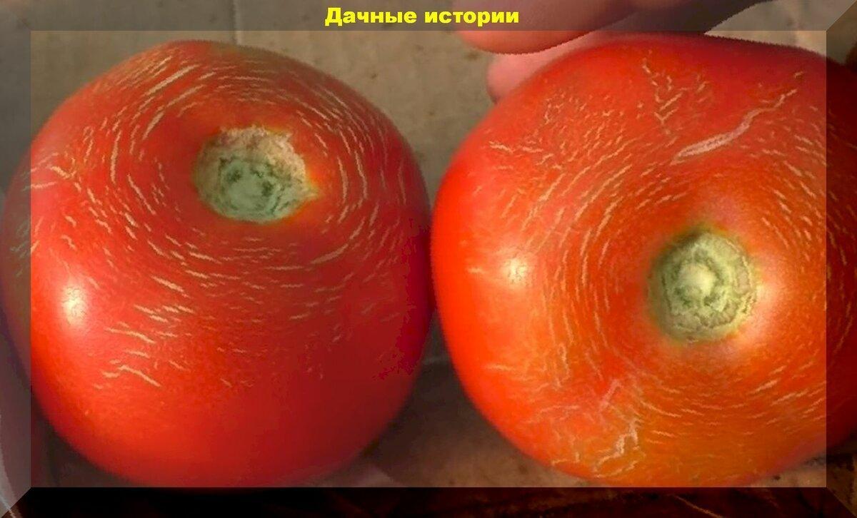 Пять причин растрескивания помидор. Что нужно знать, чтобы избежать растрескивания плодов томата