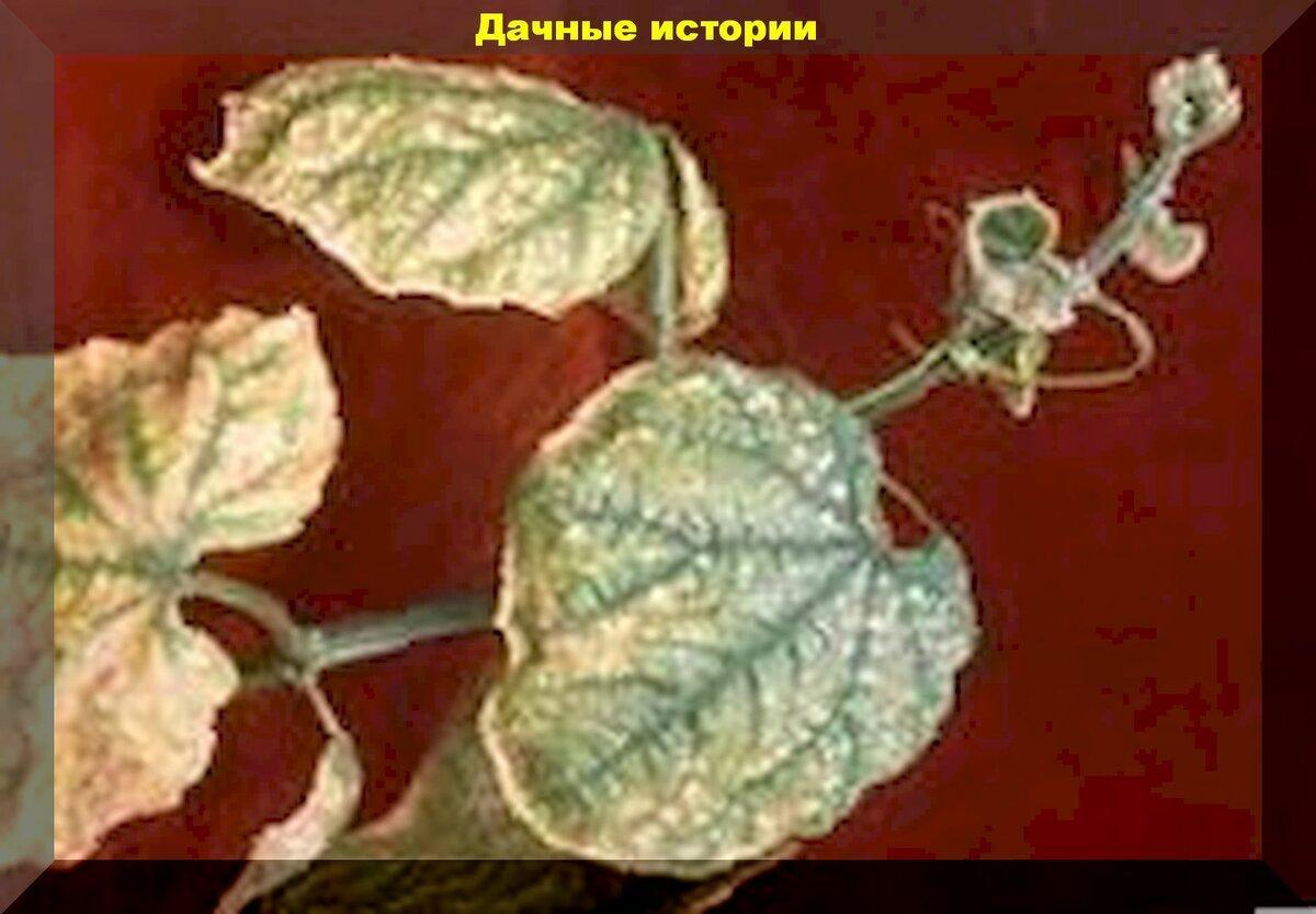Дефицит калия у огурцов фото листьев лечение