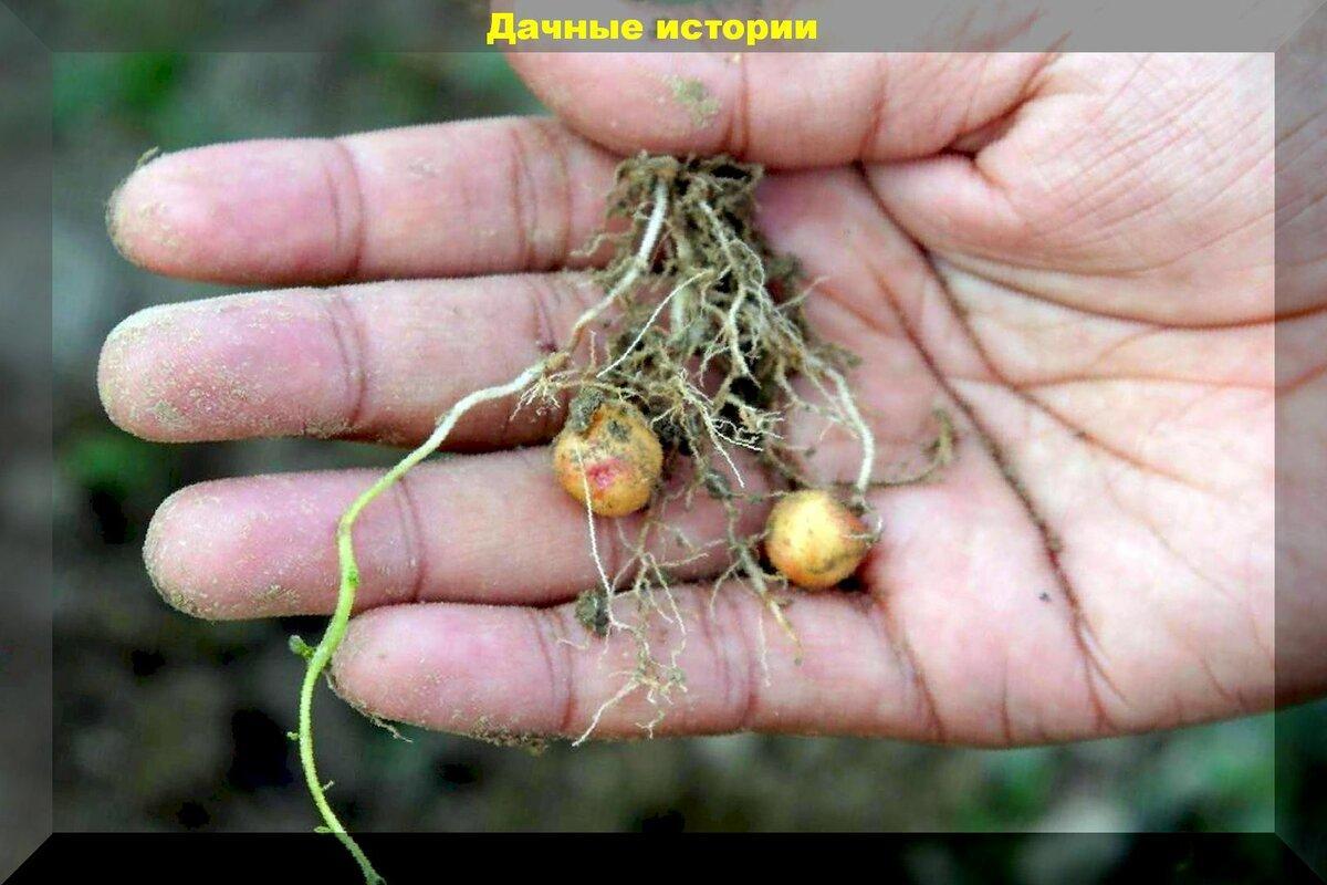 Картофель из семян - не все так очевидно. Общие сведения и некоторые нюансы для начинающих