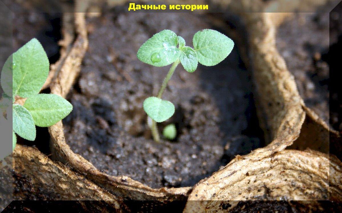 Картофель из семян - не все так очевидно. Общие сведения и некоторые нюансы для начинающих