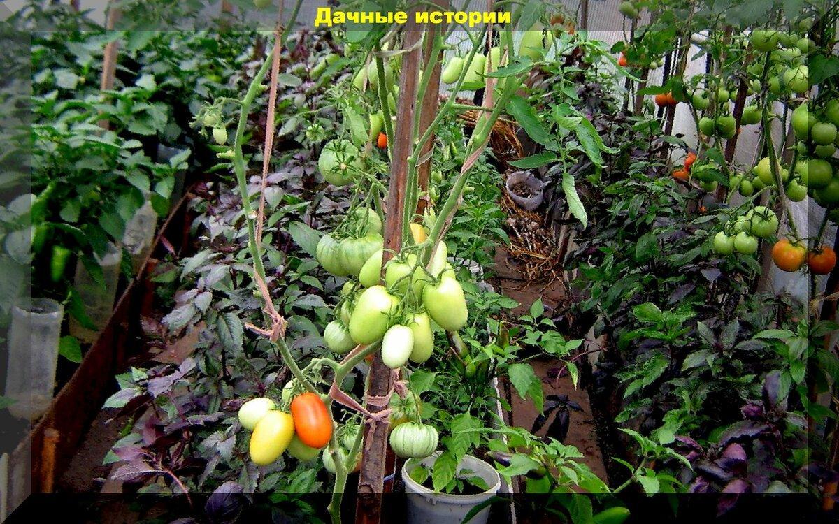 Базилик в совместных посадках: базилик - лучший сосед по грядке для помидоров и перцев для увеличения урожая без удобрений