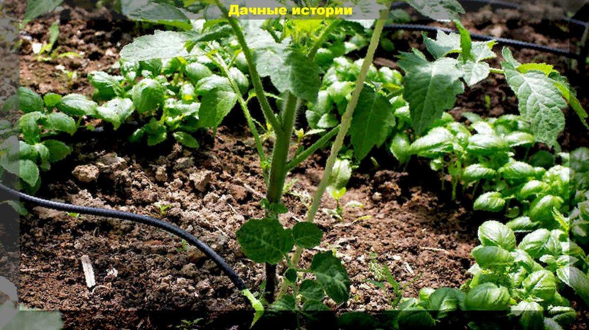 Базилик в совместных посадках: базилик - лучший сосед по грядке для помидоров и перцев для увеличения урожая без удобрений