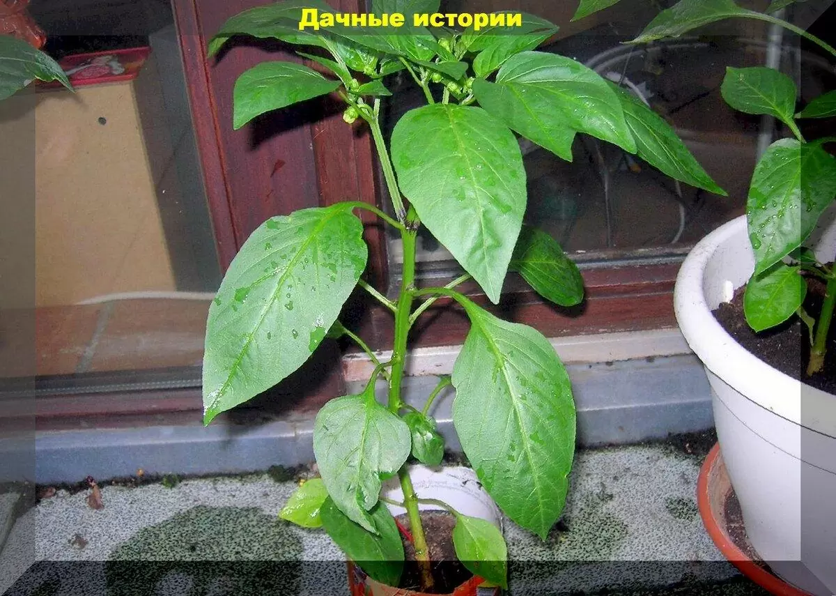 Рассада томатов зацветает, а погода не позволяет ее высадить. Как правильно и на какую глубину ее сажать потом