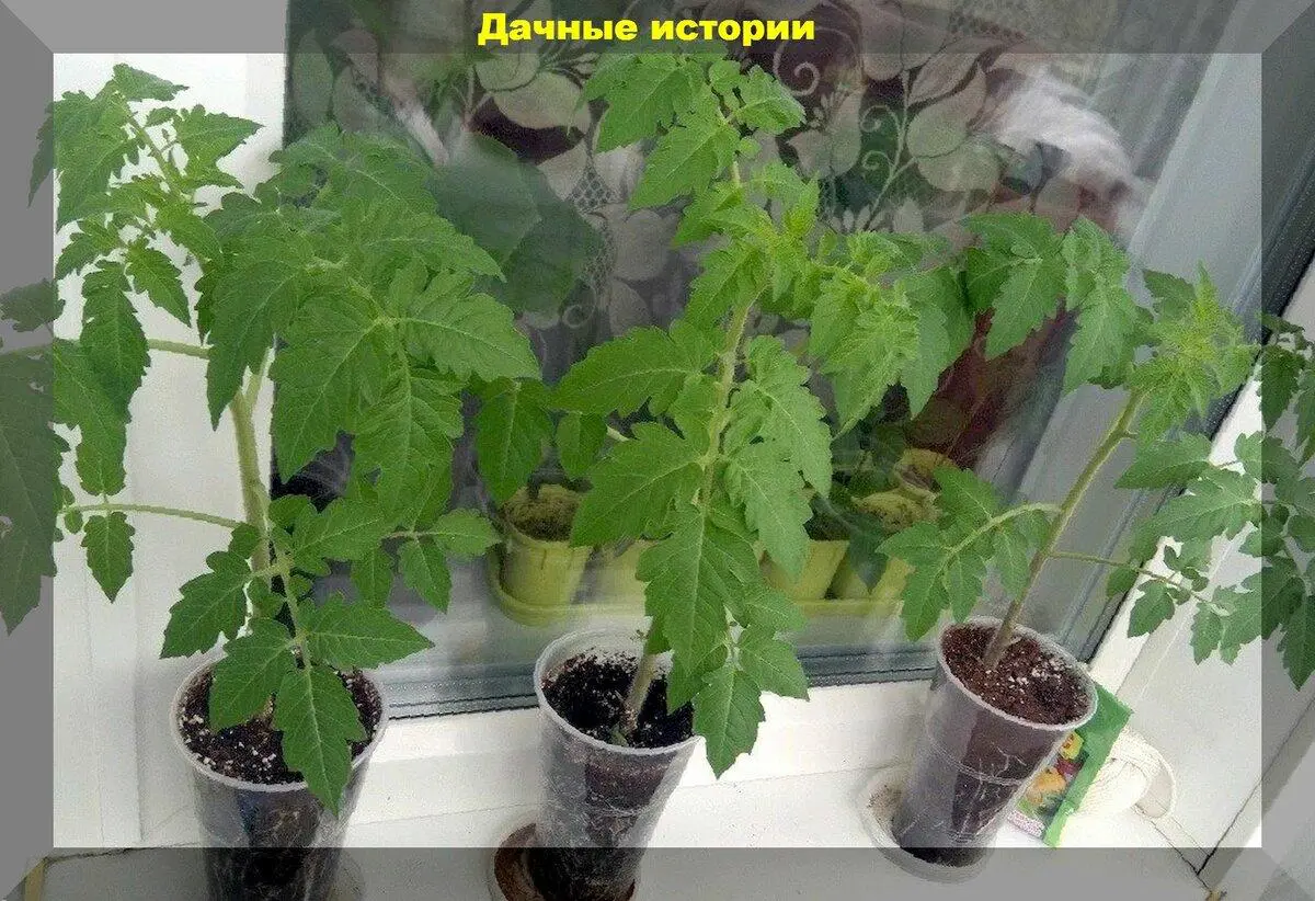 Рассада томатов зацветает, а погода не позволяет ее высадить. Как правильно и на какую глубину ее сажать потом