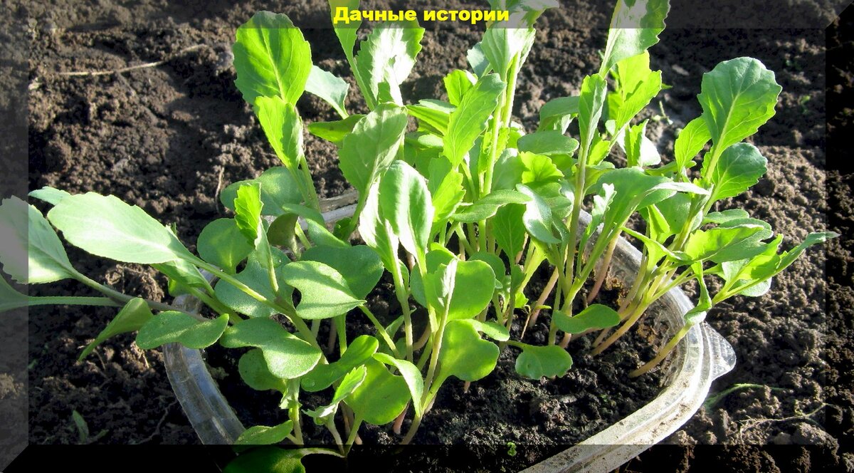 Правильный подход к посеву белокочанной капусты. Советы по выращиванию качественной рассады