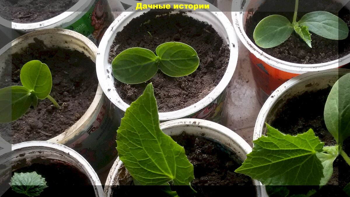 Выращивание рассады огурцов: полезная информация для начинающих