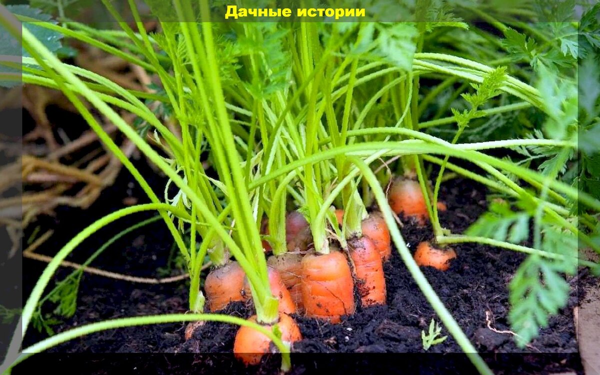 Самые холодостойкие дачные культуры: овощные культуры можно сеять самой ранней весной, какой бы холодной не была погода
