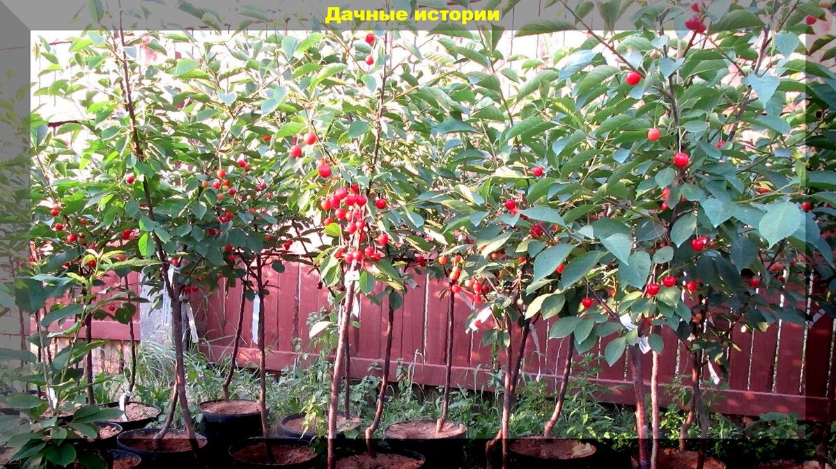 Яблоневый сад: как выбрать правильный и здоровый саженец яблони и грамотно его посадить