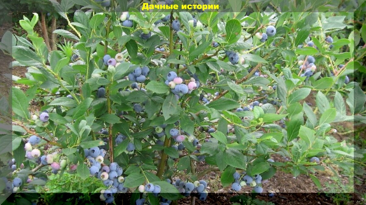 Четыре секрета выращивания голубики (садовой черники), без знания которых не вырастить эту ягоду
