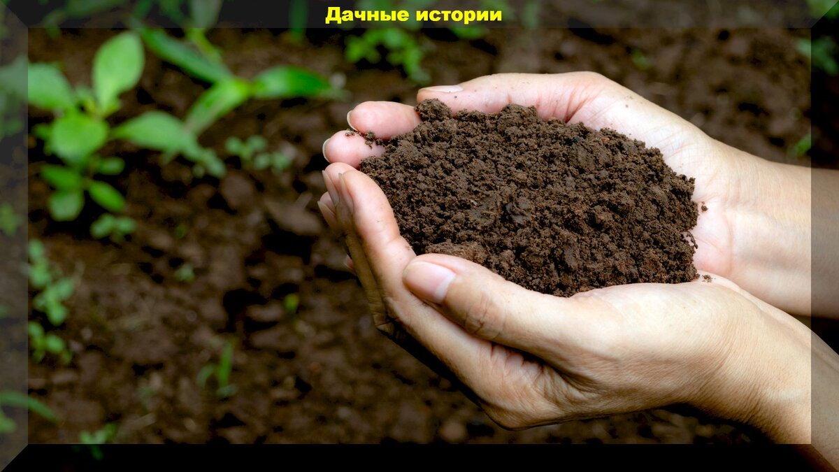 Как сделать почву плодородной без химии: правильно определяем тип почвы и способы ее улучшения