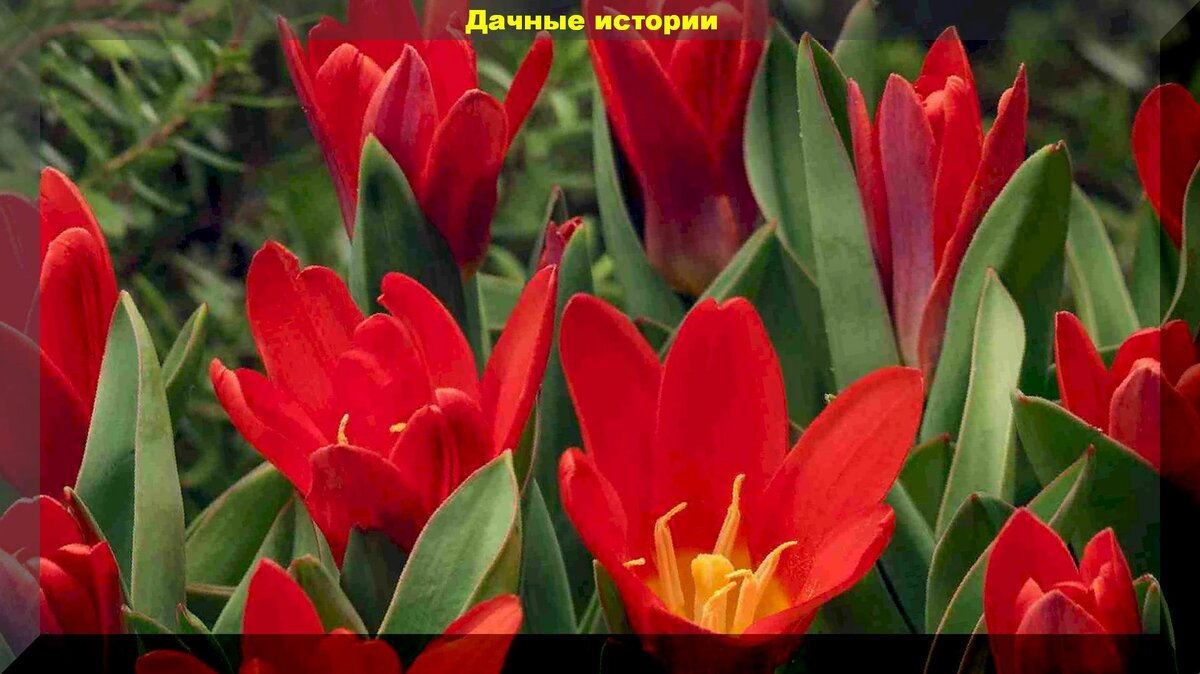 Дикорастущие виды тюльпанов - модный тренд в цветоводстве. И отличная альтернатива другим садовым формам
