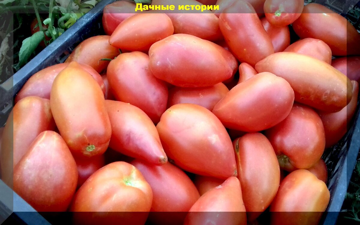 Настойка из сосновой хвои для улучшения вкуса томатов: шикимовая кислота - уникальное, но пока неизвестное средство улучшающие вкус и аромат помидора