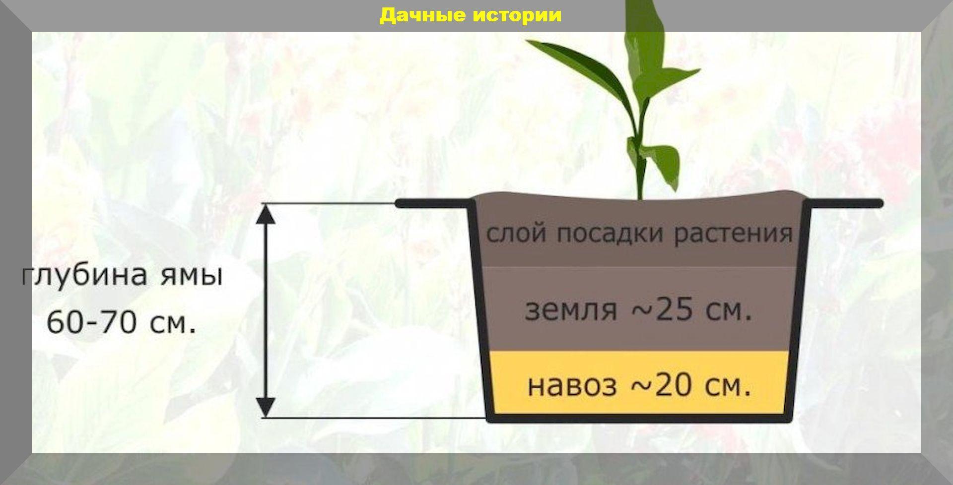 Канны – южанки в северном саду: проращивание клубней, весенняя посадка и дальнейший уход за каннами