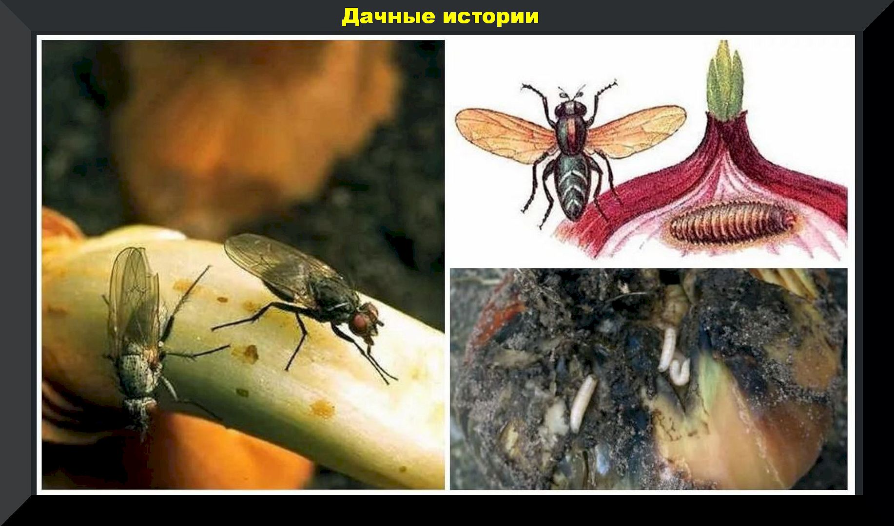 Борьба с луковой мухой: простой, природный, безопасный способ защиты чеснока и лука от главного вредителя
