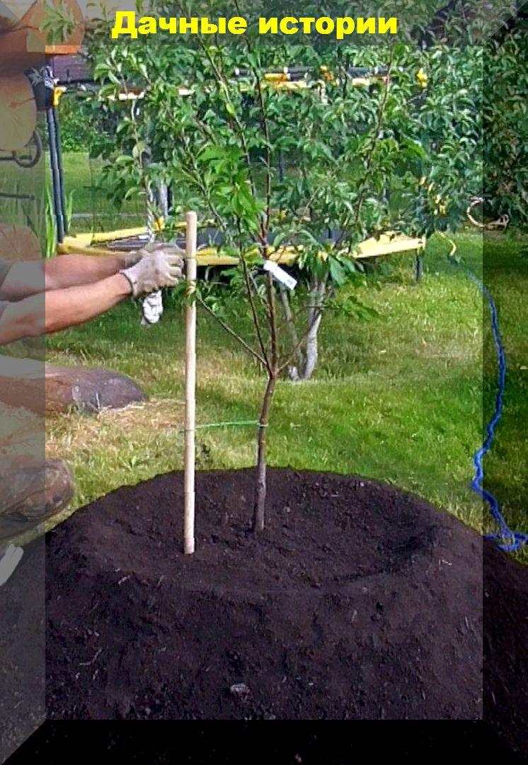 Секреты посадки и выращивания абрикоса: агротехника абрикоса в средней полосе России
