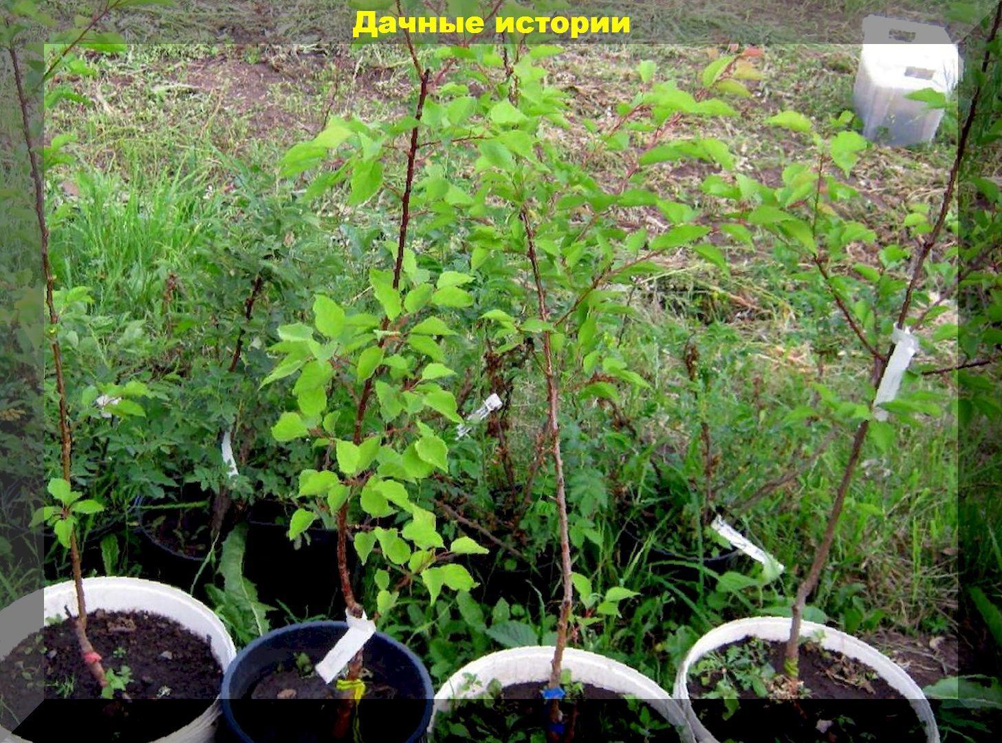 Секреты посадки и выращивания абрикоса: агротехника абрикоса в средней полосе России