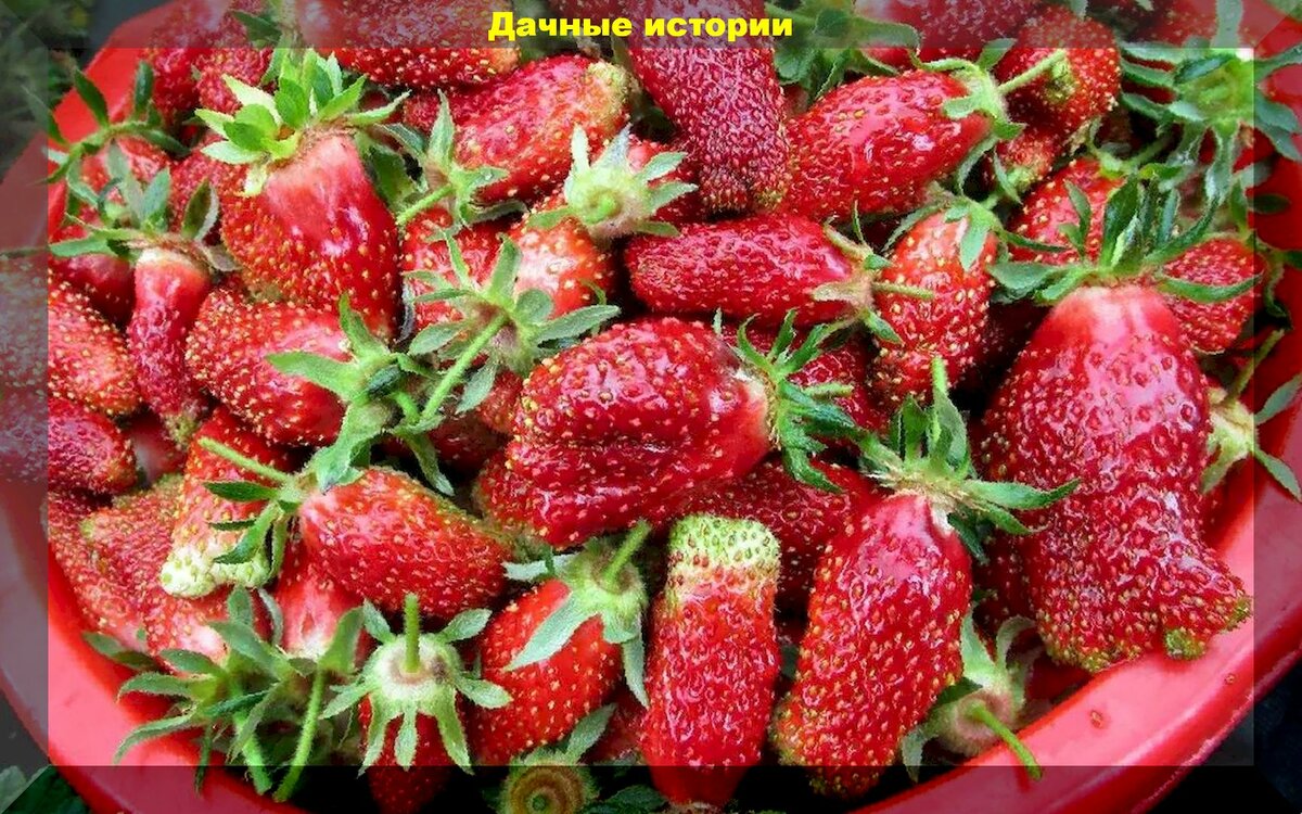 Земклуника: ягода которая гораздо вкусней и урожайней чем садовая земляника
