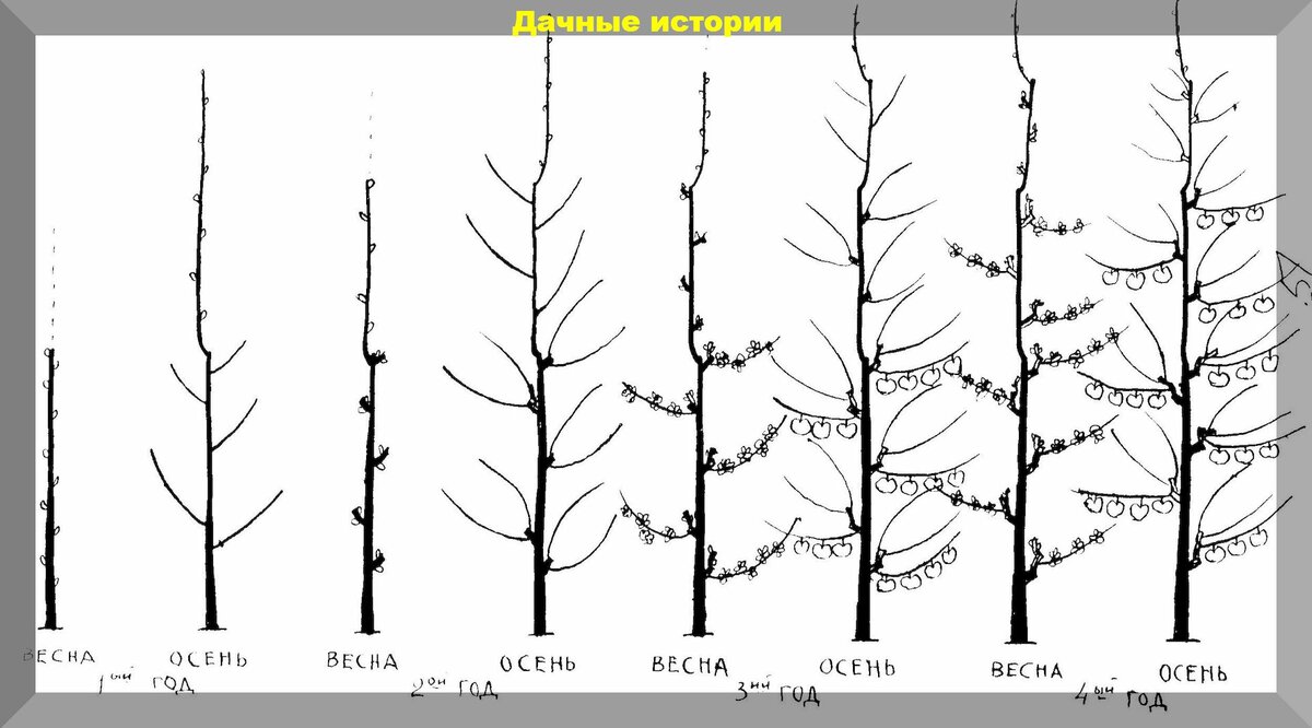 Простейшая обрезка колоновидной яблони. Советы и рекомендации для начинающих садоводов