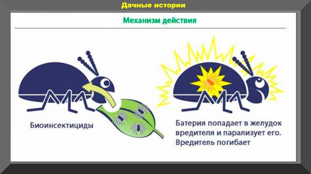 Защищаем участок от белокрылки, тли, муравьев, слизней, крестоцветной блошки. Только биопрепараты: как и когда применять