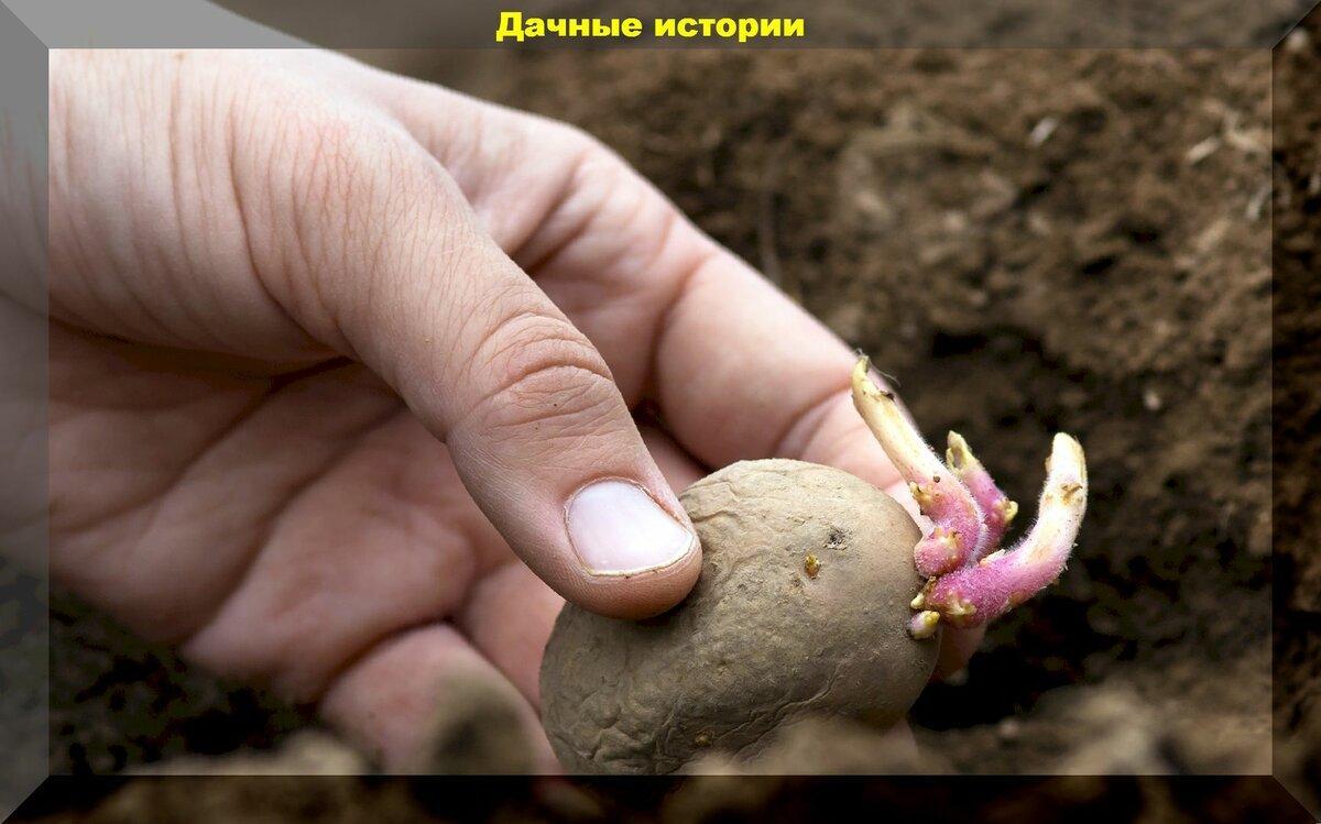 По-голландски, по-американски или по-русски? Выбираем метод посадки картошки для богатого урожая