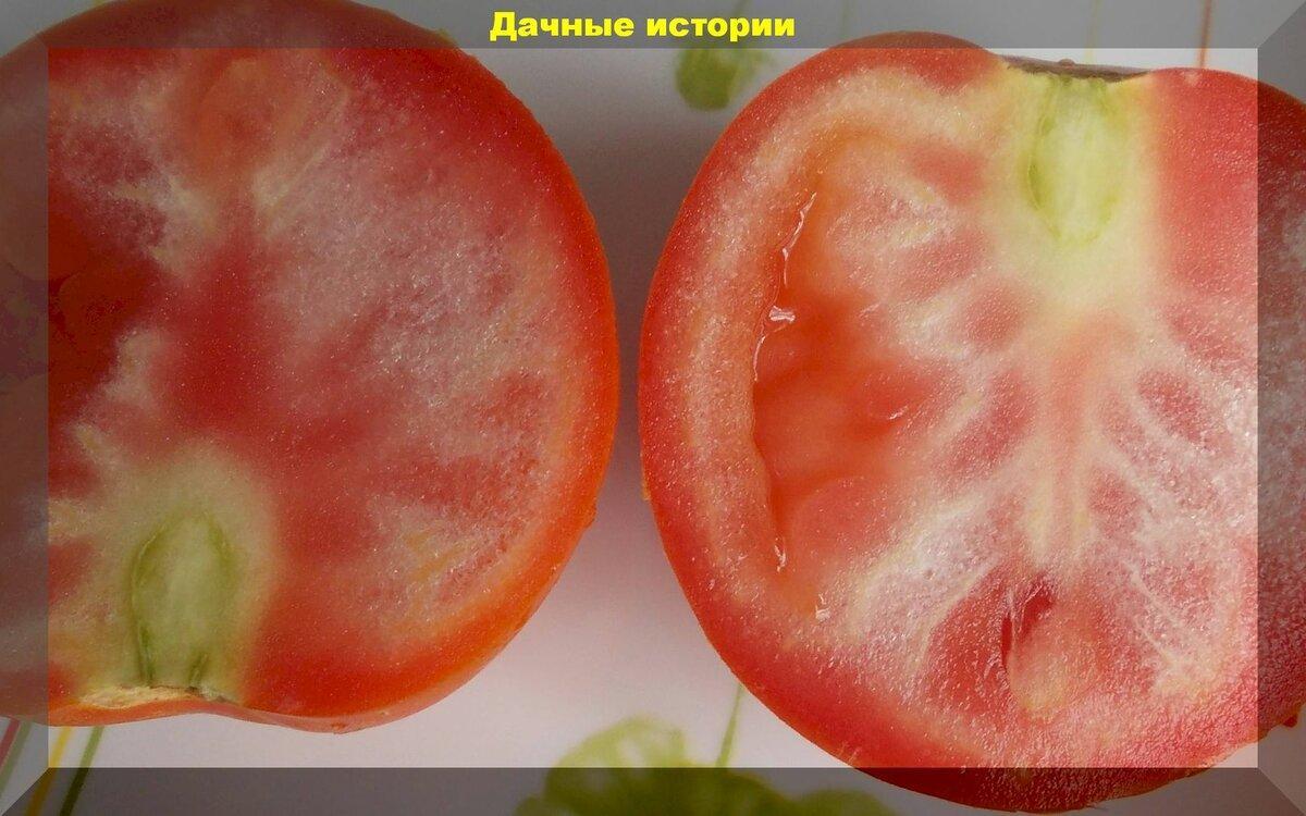 Столбур: неизлечимая вирусная болезнь томата, о которой многие дачники, даже не знают