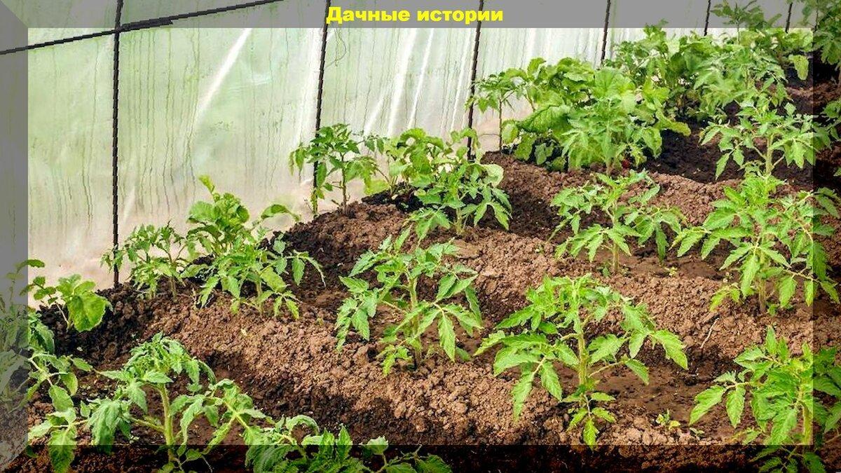 Упрощенная для дачников фермерская технология посадки, подкормки и ухода за томатами: пошагово от подготовки до высадки