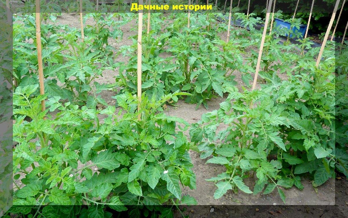 Грубые и глупые ошибки, которые совершают огородники при выращивании томатов