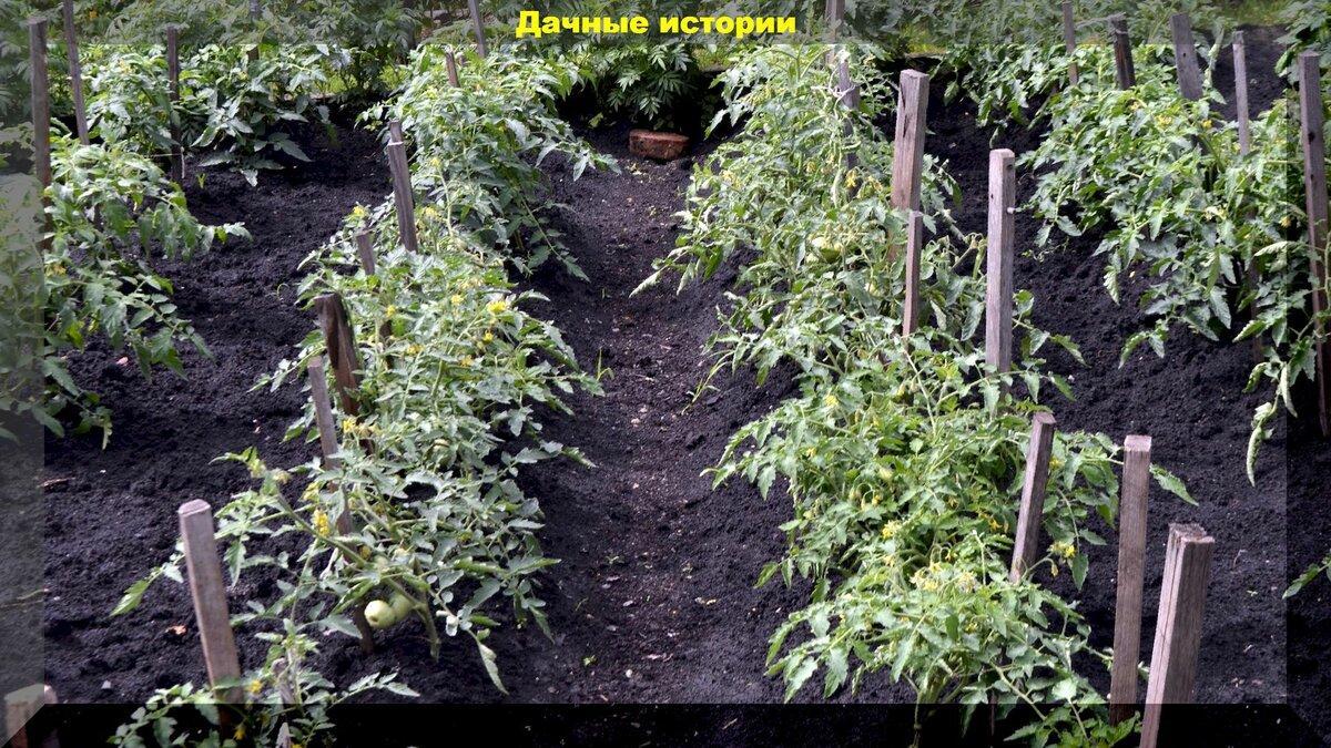 Грубые и глупые ошибки, которые совершают огородники при выращивании томатов