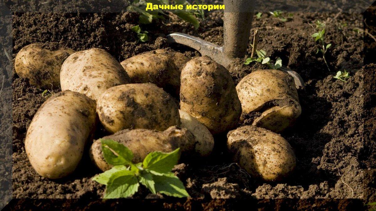 Как ускорить созревание клубней картофеля: проверенный способ из советских журналов, как ускорить созревание картофеля