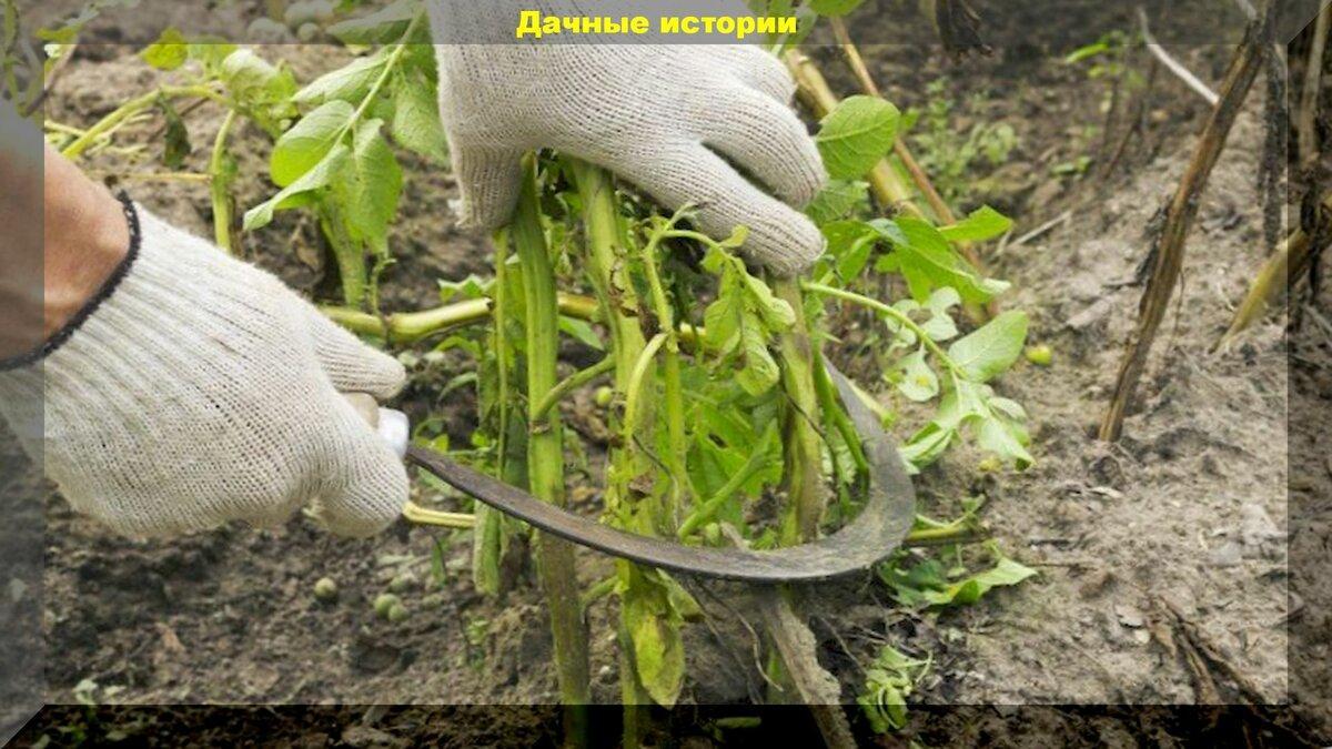 Проверенный способ из советских журналов, как ускорить созревание картофеля