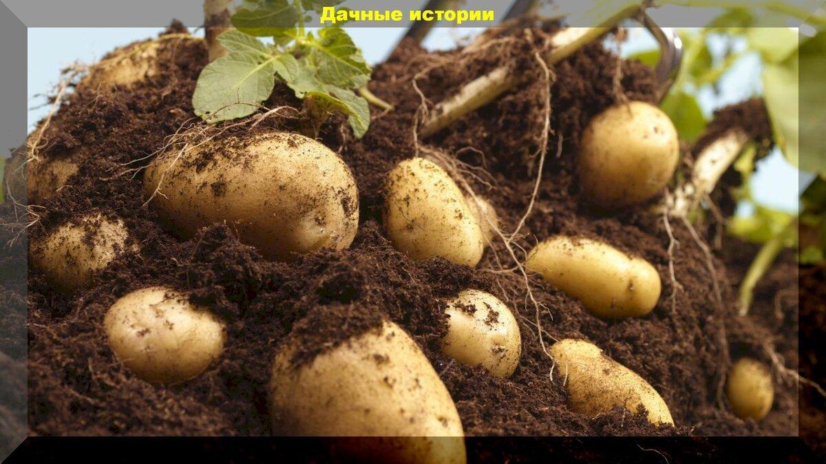 Проверенный способ из советских журналов, как ускорить созревание картофеля