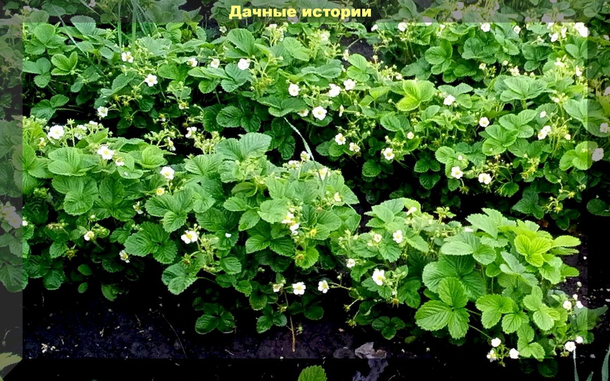 Подкормка клубники перед и во время цветения: тонкости и секреты весенний подкормки клубники