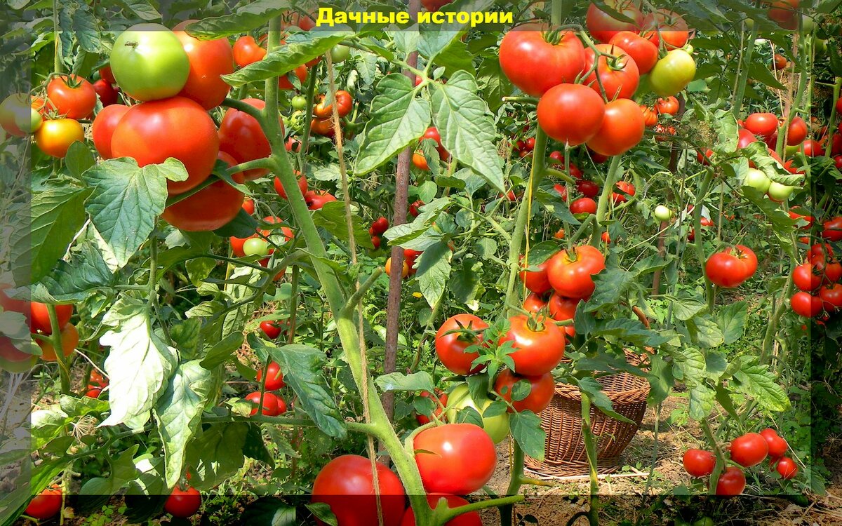 Главный пасынок, 2 томата в лунку, подкормка, закалка и прочие советы по высадке и уходе за томатом