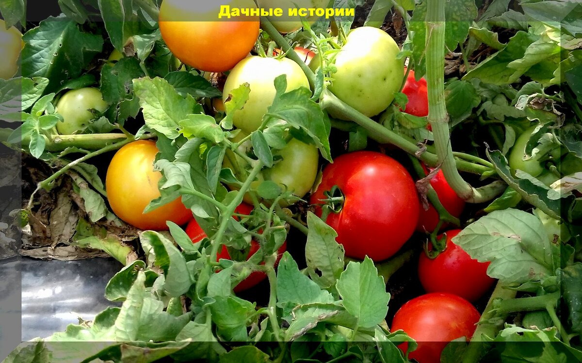 Простые правила выращивания томатов в теплице гарантирующие высокий урожай