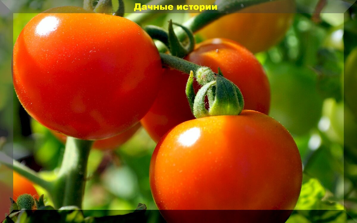 Три самых главных вопроса о выращивании томата в теплице и ответы на них: почему опадают цветки у томата, почему томаты слабо завязываются, как повысить урожайность томатов