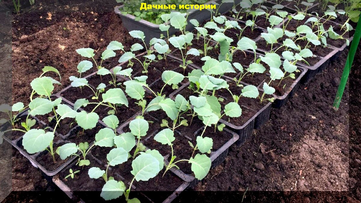 Простые правила богатого урожая капусты: когда и как сеять капусту на рассаду и высаживать рассаду капусты на постоянное место