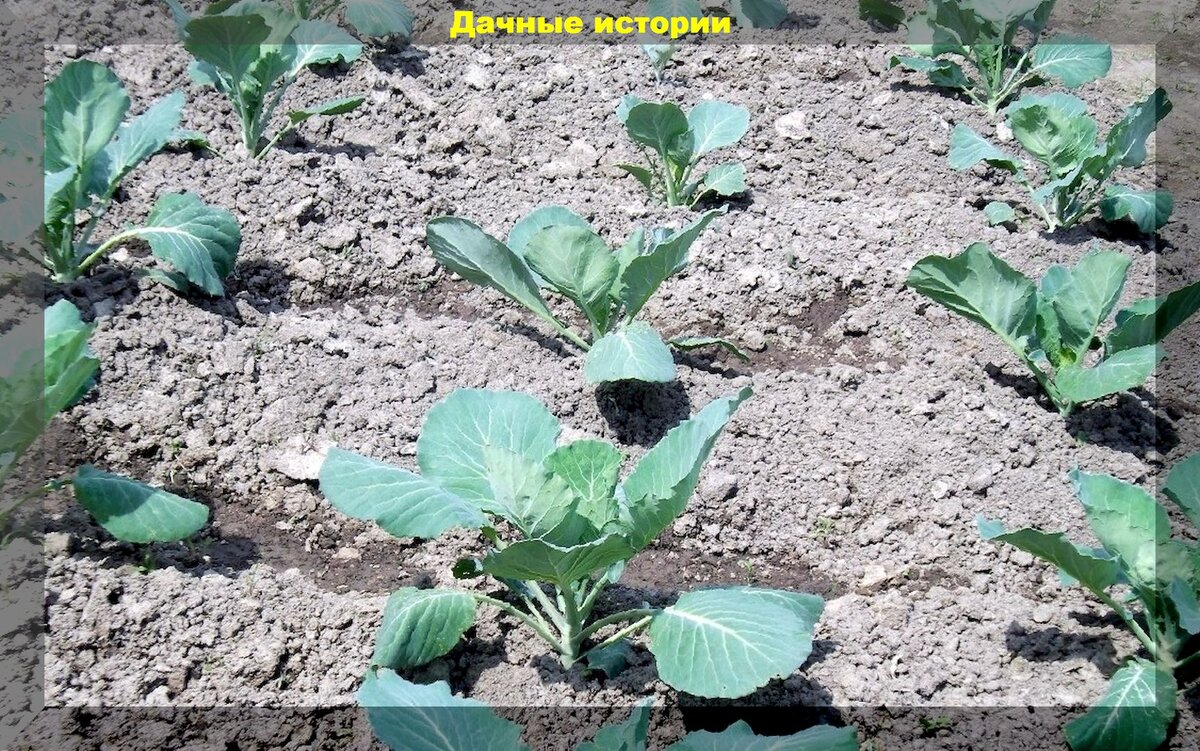 Простые правила богатого урожая капусты: когда и как сеять капусту на рассаду и высаживать рассаду капусты на постоянное место