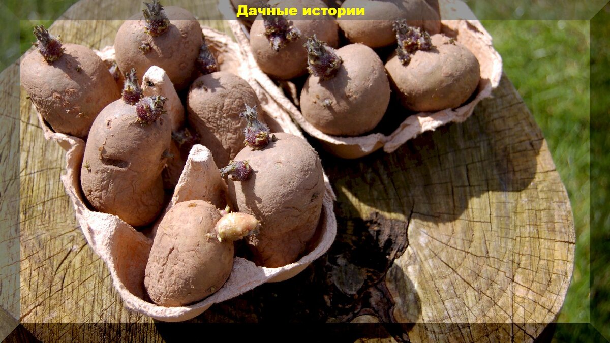 Подготовка картофеля к посадке: правильная подготовка клубней к посеву - верный путь получения богатого урожая на 2 недели раньше