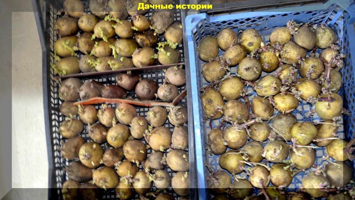 Подготовка картофеля к посадке: правильная подготовка клубней к посеву - верный путь получения богатого урожая на 2 недели раньше