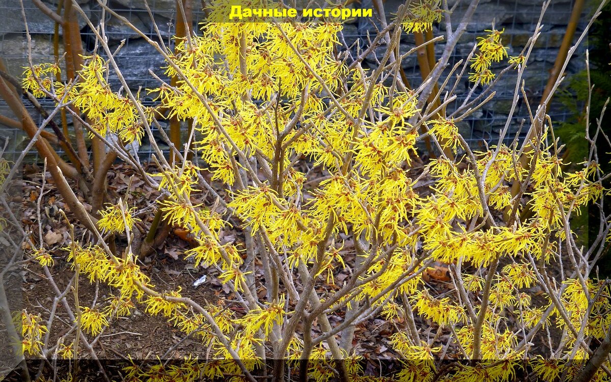Форзиция и гамамелис на даче: неприхотливые кусты с лимонными цветами которые украсят любой весенний участок и не оставят никого равнодушным